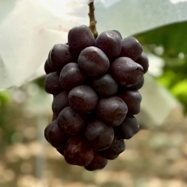 富士の輝き ブラックシャインマスカット『富士の輝』超希少品種！高い糖度と