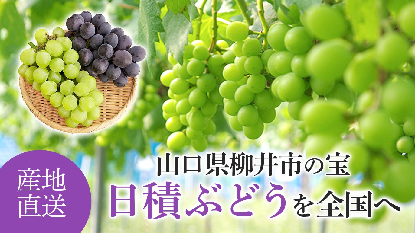 クイーンニーナ皆掛け5キロ (AKIAGRI(アキアグリ) | 【予約 クイーンニーナ皆掛け5キロ (AKIAGRI(アキアグリ) | 【予約