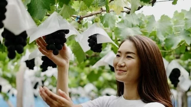 富士の輝き　三点まとめ 糖度30度も！！？まるでハチミツのような甘さのぶどう。一口で