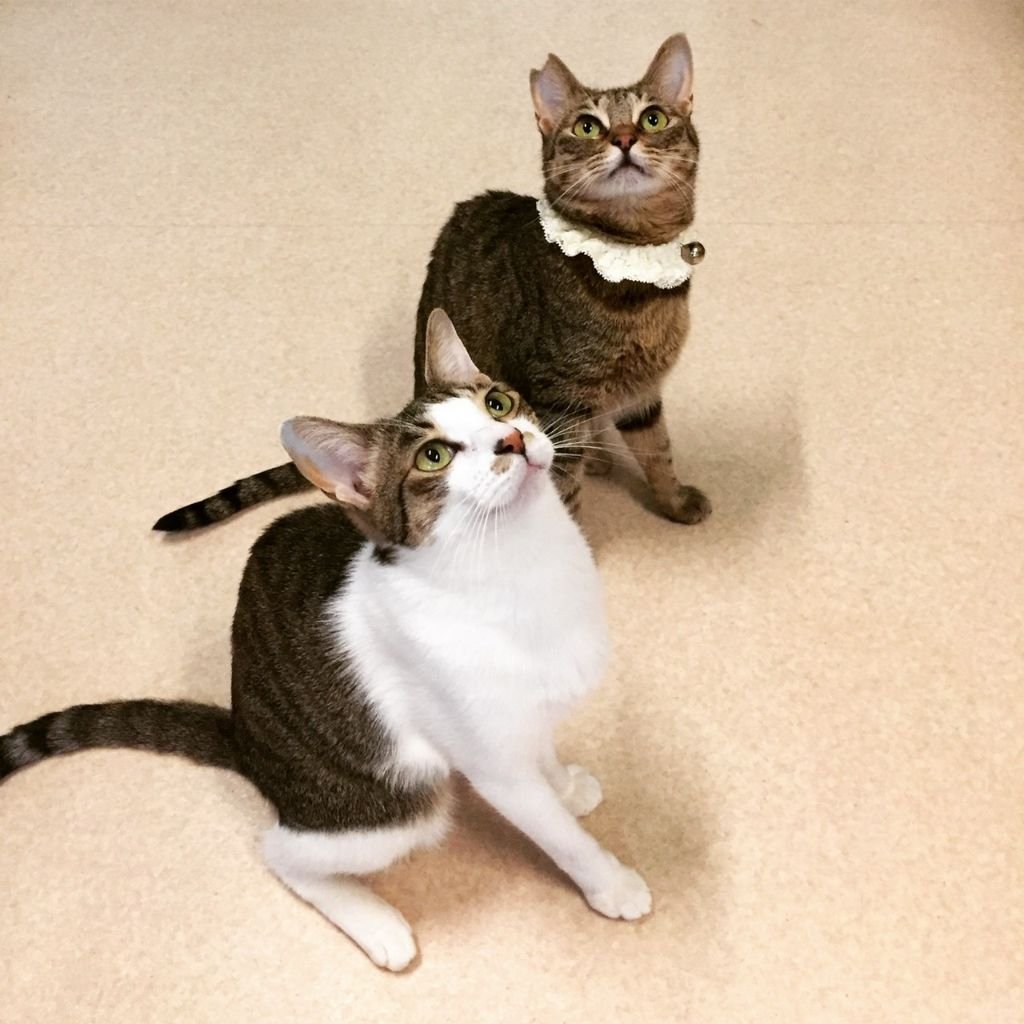 猫といっしょに♡ 」あこや真珠でつくる『のら猫＆家猫のジュエリー