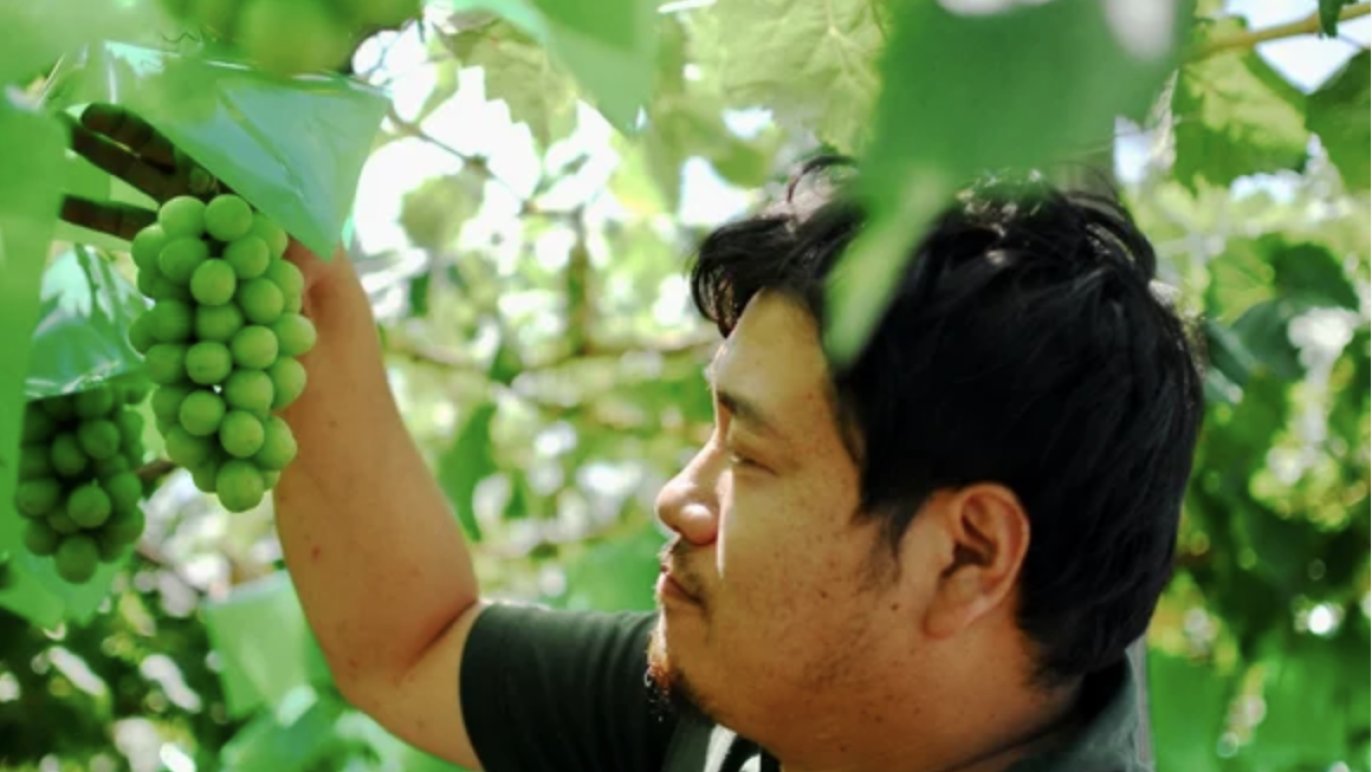 富士の輝き　三点まとめ 糖度30度も！！？まるでハチミツのような甘さのぶどう。一口で