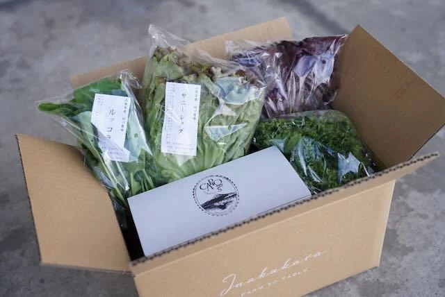 富士の輝き 糖度30度も！！？まるでハチミツのような甘さのぶどう。一口で