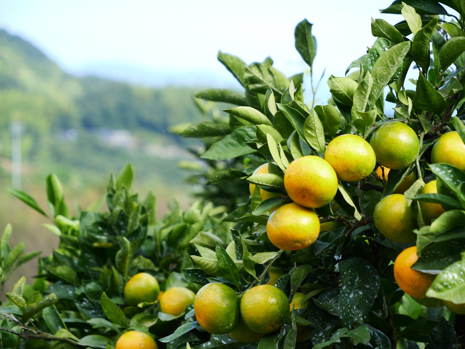 甘くて濃い！瀬戸内の恵みをもう一度 ～前回好評の周防大島旬のみかん