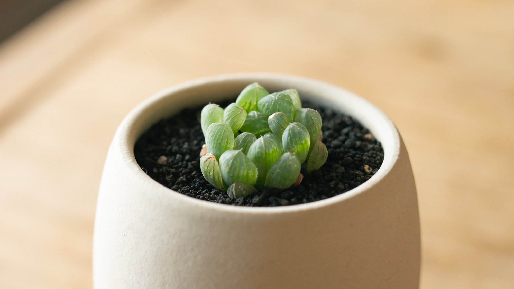 ポテっと、コロンと、手のひらサイズの植木鉢。植物ビギナーでも安心の