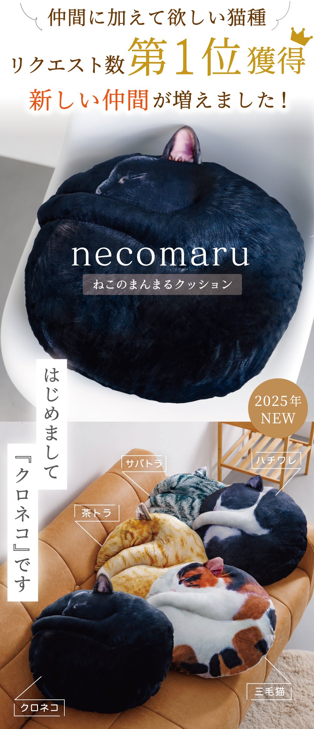 受注会】次猫リクエストNO.1に輝いた“黒猫”誕生！ねこのまんまる