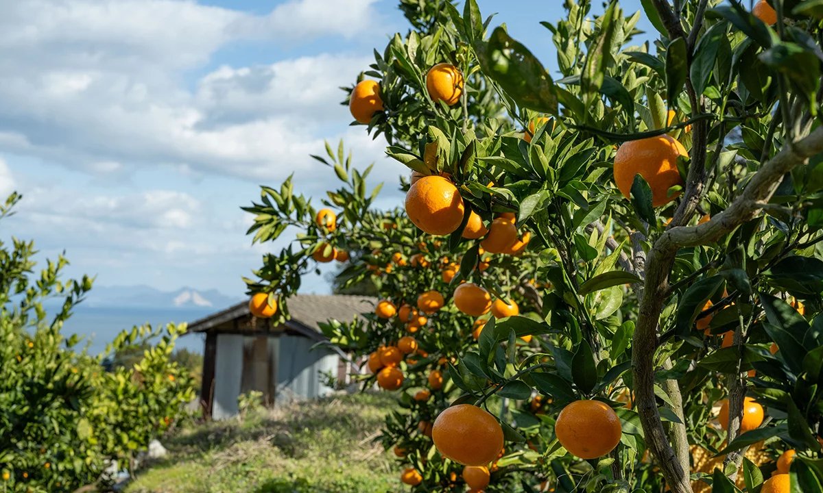 プレミアムサンデー 非売品 当選 週刊少年サンデー 限定500冊 抽プレ 非売品 プレミアムサンデー 非売品 当選 週刊少年サンデー 限定500冊 抽プレ